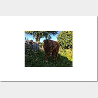 Scottish Highland Cattle Calf 2060 Posters and Art